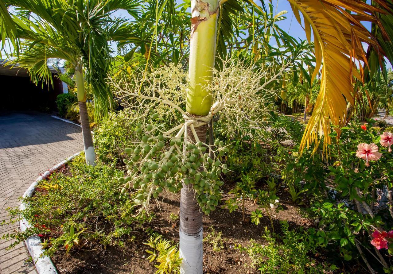 Nature'S Choice Home Richmond Palms, Jamaica Extérieur photo