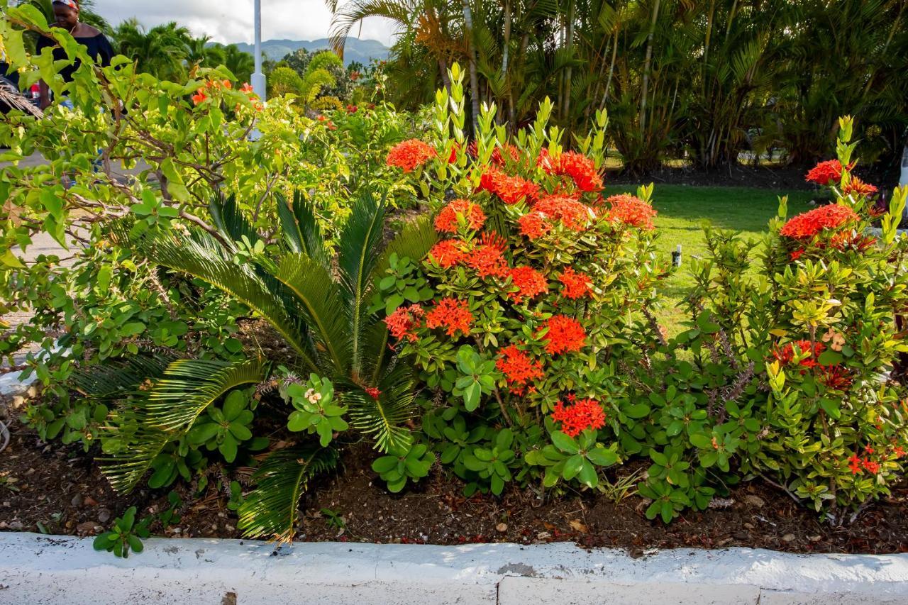 Nature'S Choice Home Richmond Palms, Jamaica Extérieur photo