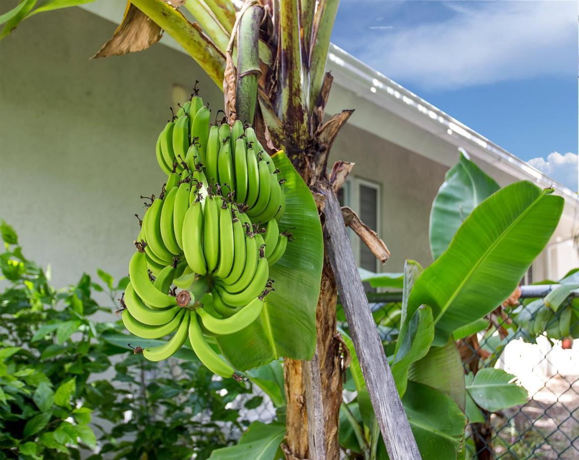 Nature'S Choice Home Richmond Palms, Jamaica Extérieur photo